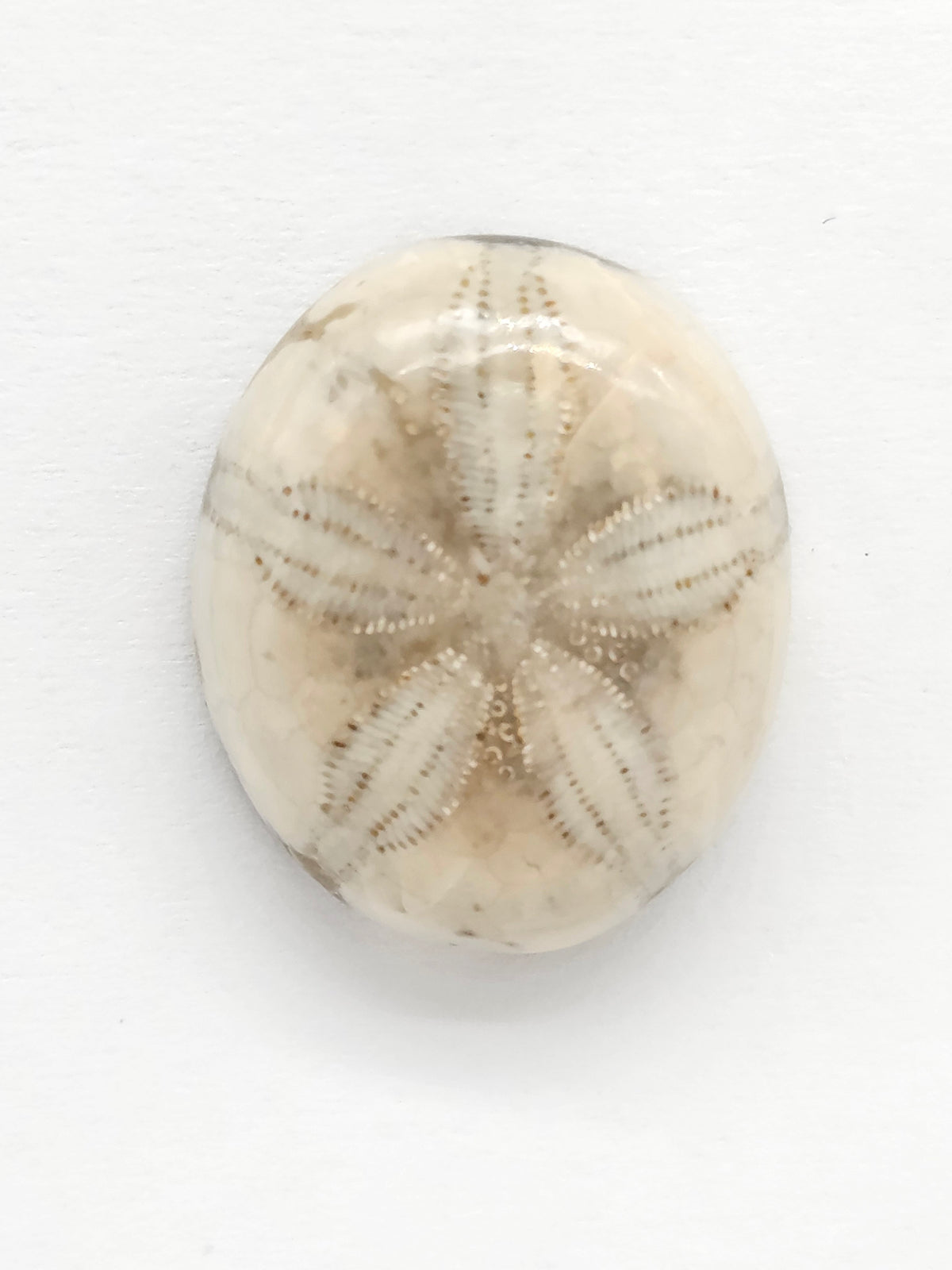 Sand Dollar Fossil - Medium