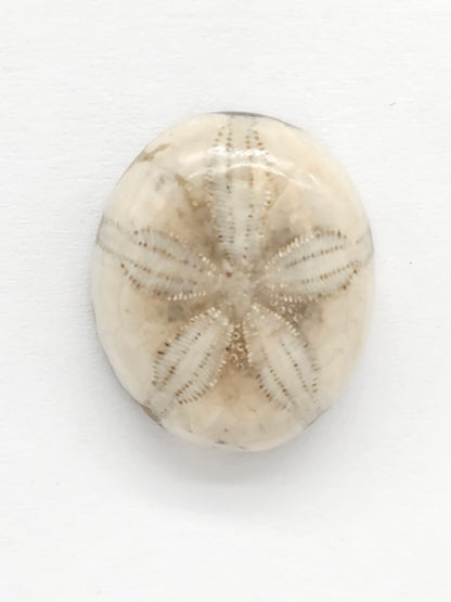 Sand Dollar Fossil - Medium