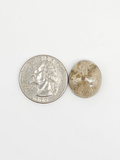 Sand Dollar Fossil - Medium