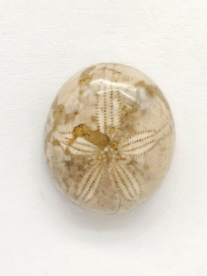 Sand Dollar Fossil - Medium