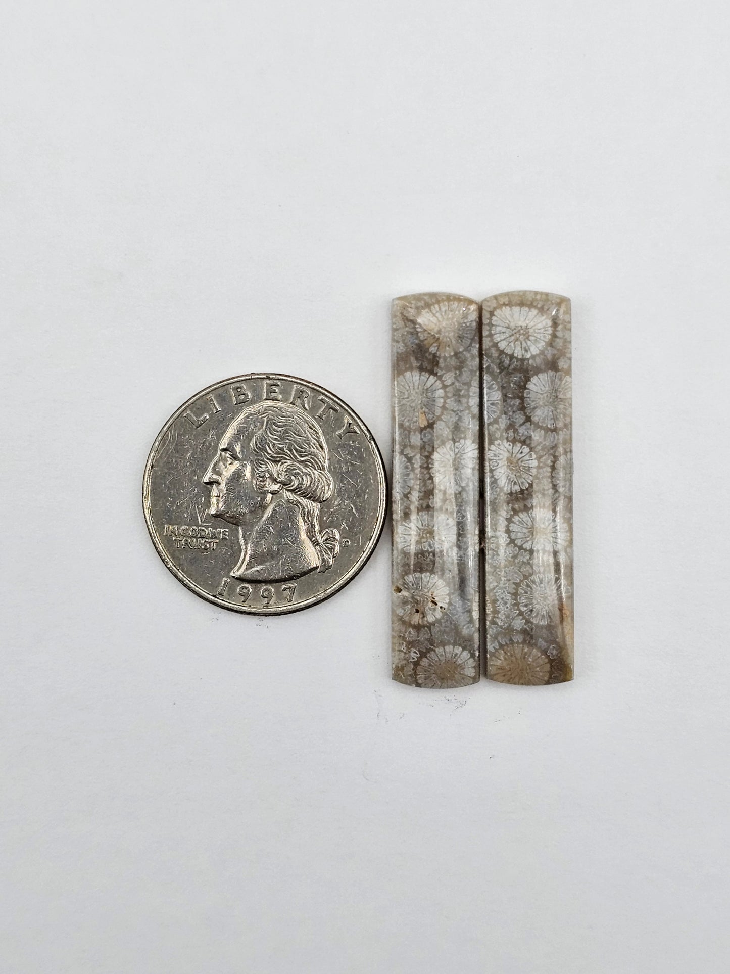Fossilized Coral pair