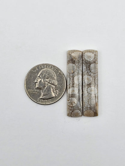 Fossilized Coral pair