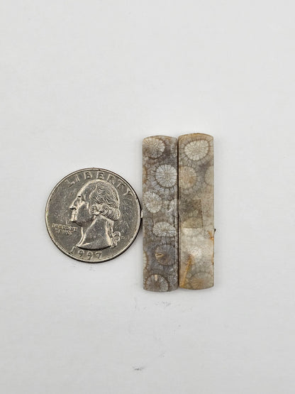 Fossilized Coral pair