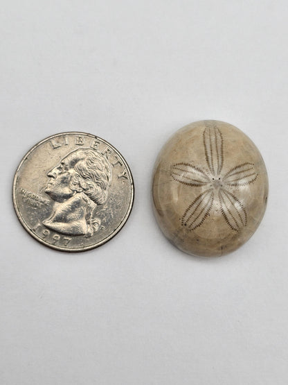 Sand Dollar fossil large