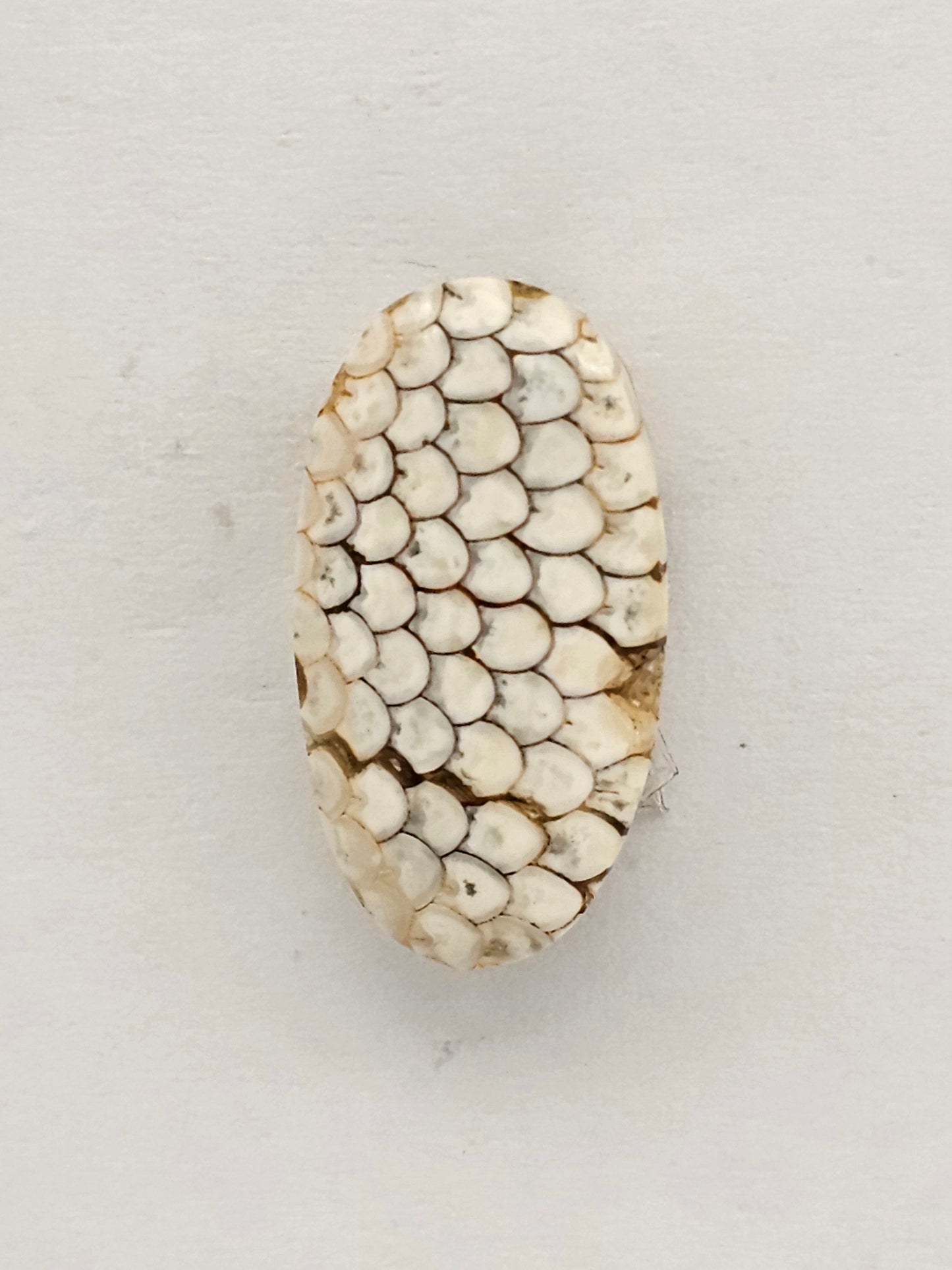 Snake skin agate cabochon
