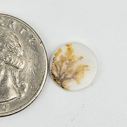 Dentrite agate cabochon large